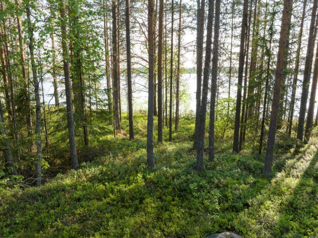 Tontilla kasvaa mäntypuita ja jonkin verran lehtipuita. Puiden välistä siintää järvi.