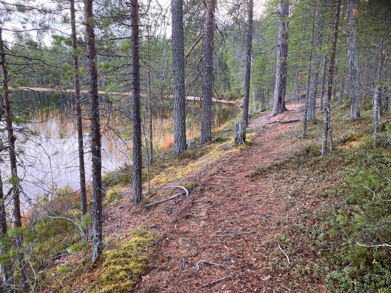 Mäntymetsää, vesistöä