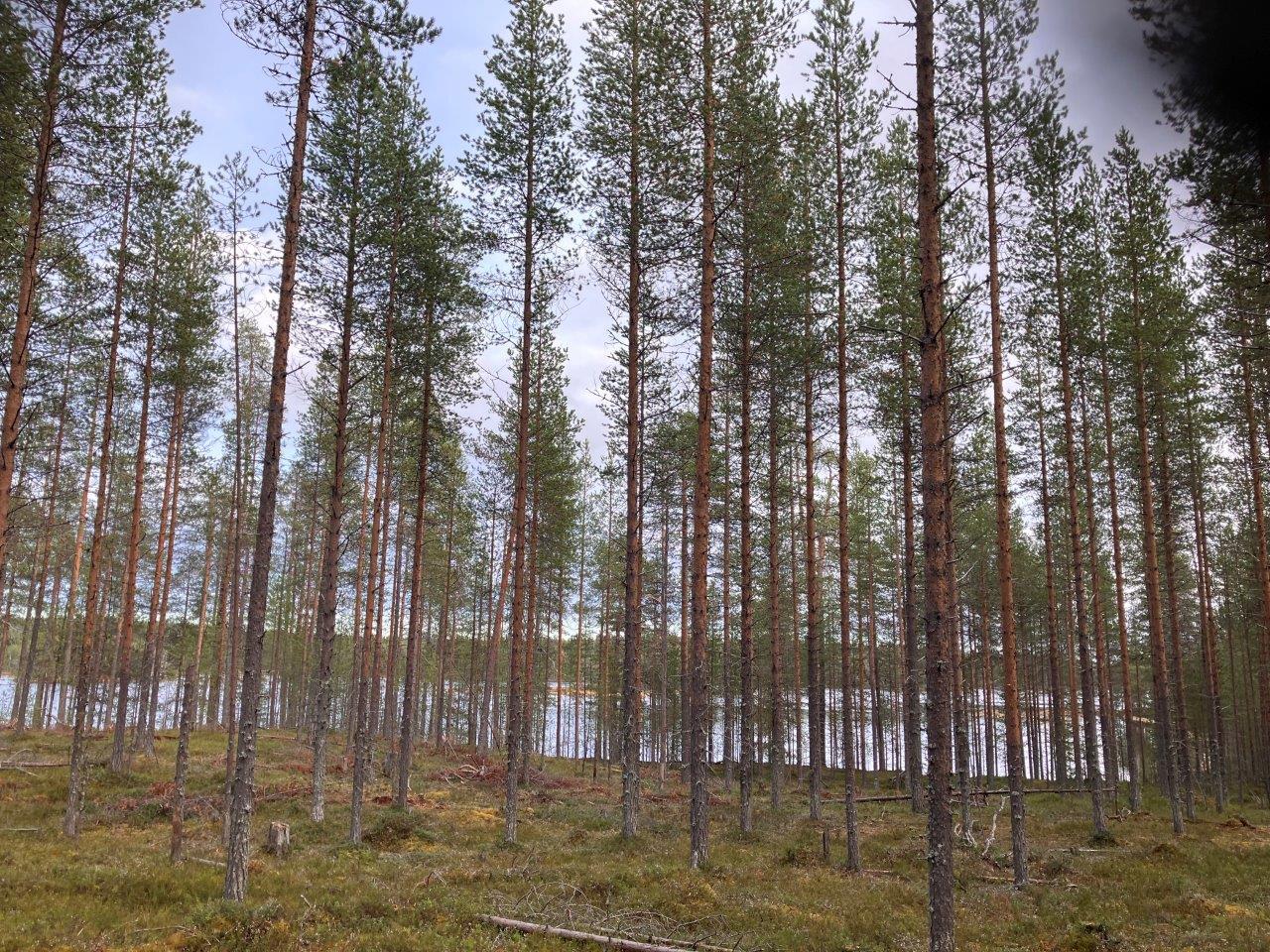 Mäntymetsää, vesistöä