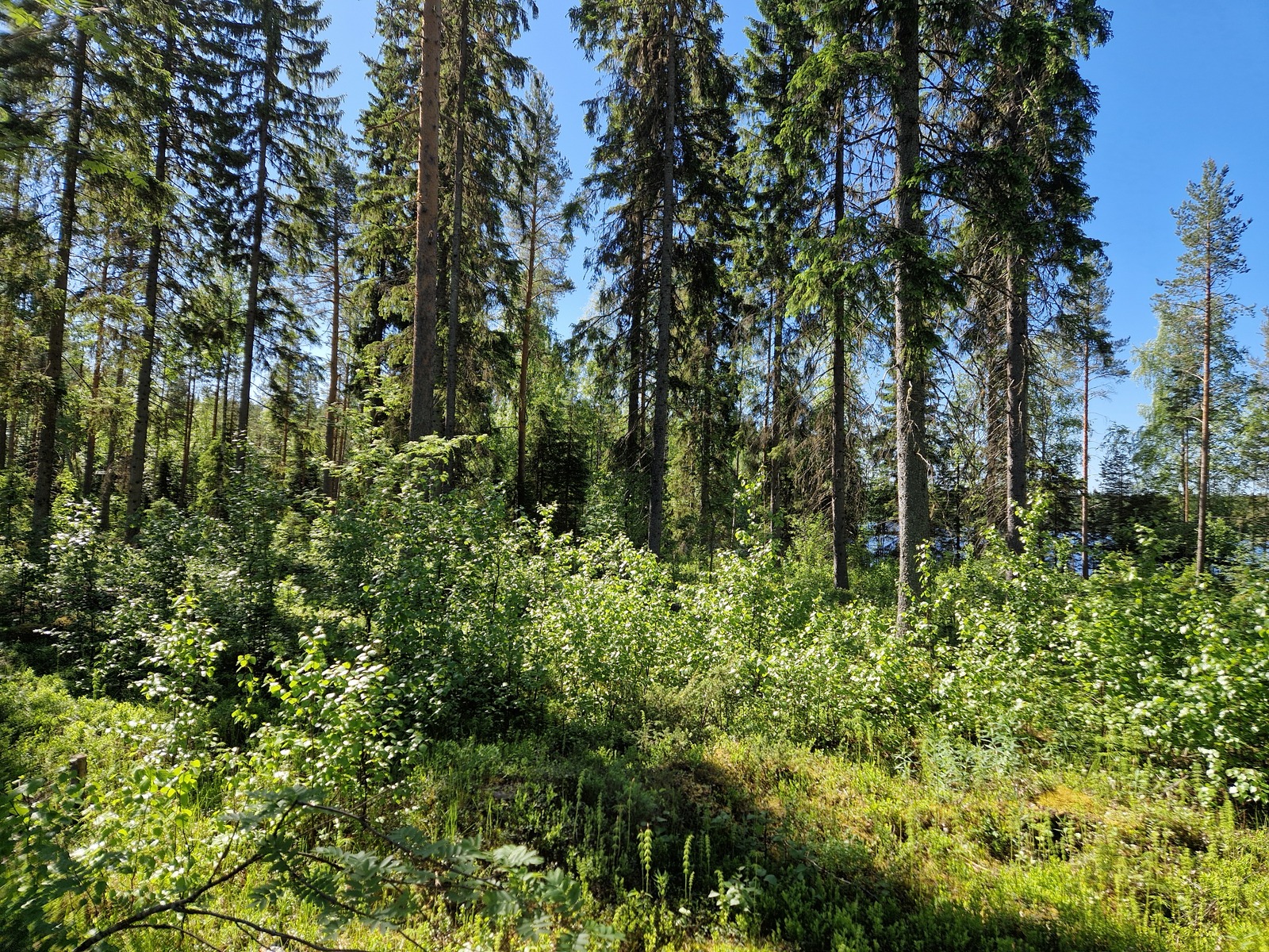 Kuva on tontin keskeltä, jossa kasvaa pientä lehtipuustoa.