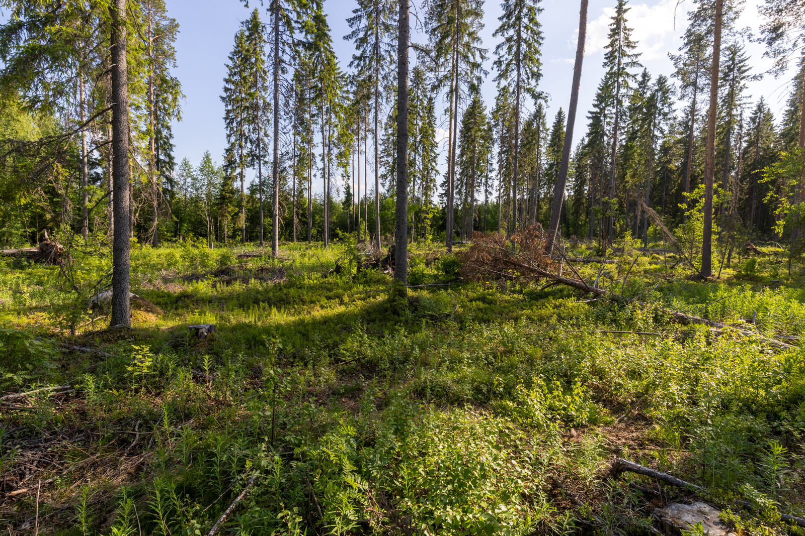 Kuvaassa näkyy mäntyjä, tontin takamaastoa.