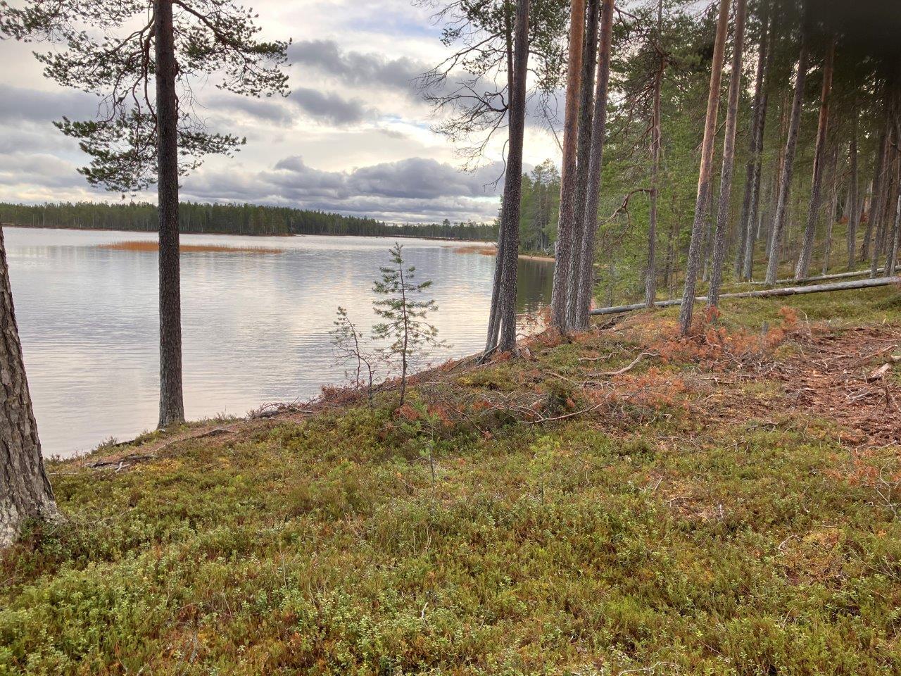 Järven rantaa ja mäntymetsää