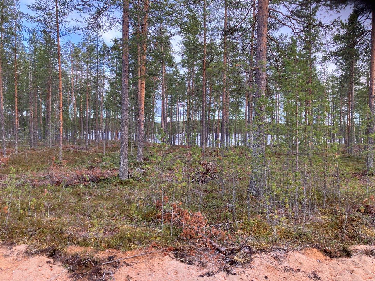 Järven rantaa ja mäntymetsää