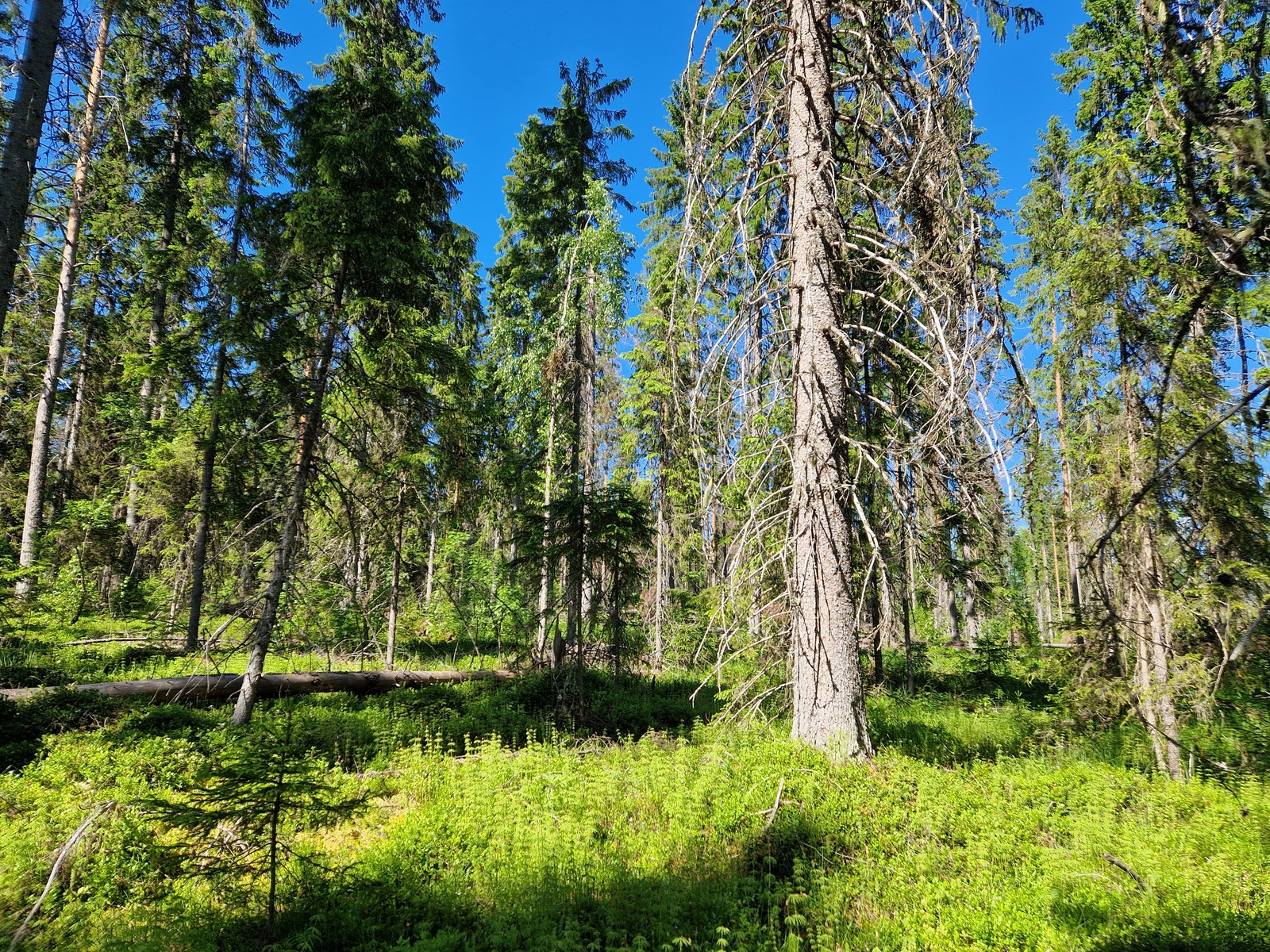 Kuvaassa näkyy mäntyjä, tontin takamaastoa.