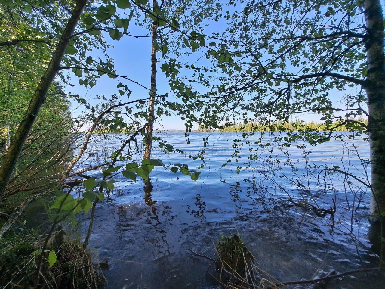 Rannan vesi on korkealla, lehtipuun oksat työntyvät kuvaan, järvi ja taivas on sininen.