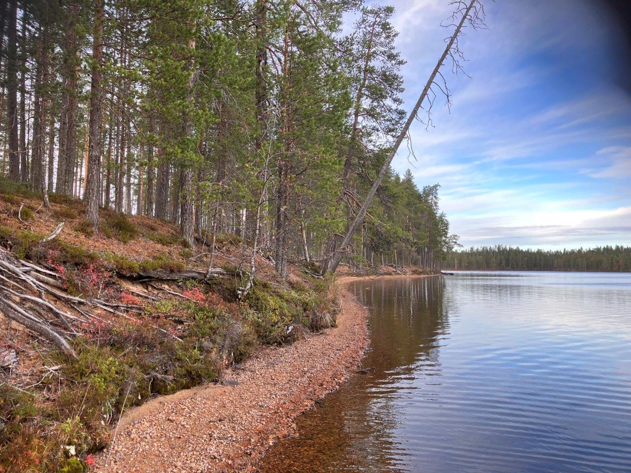Mäntymetsää ja rantamaisemaa