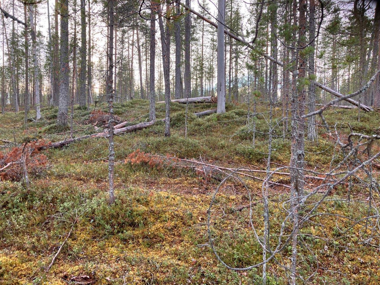 mäntymetsää