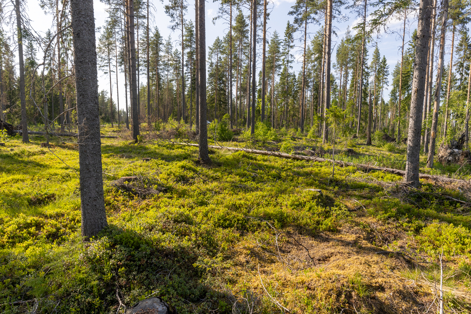 Kuvaassa näkyy mäntyjä, tontin takamaastoa.