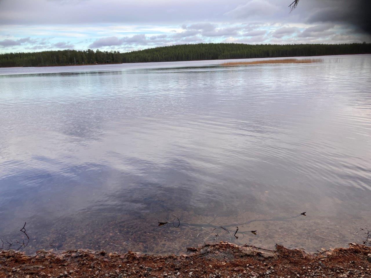 Mäntymetsää ja rantamaisemaa