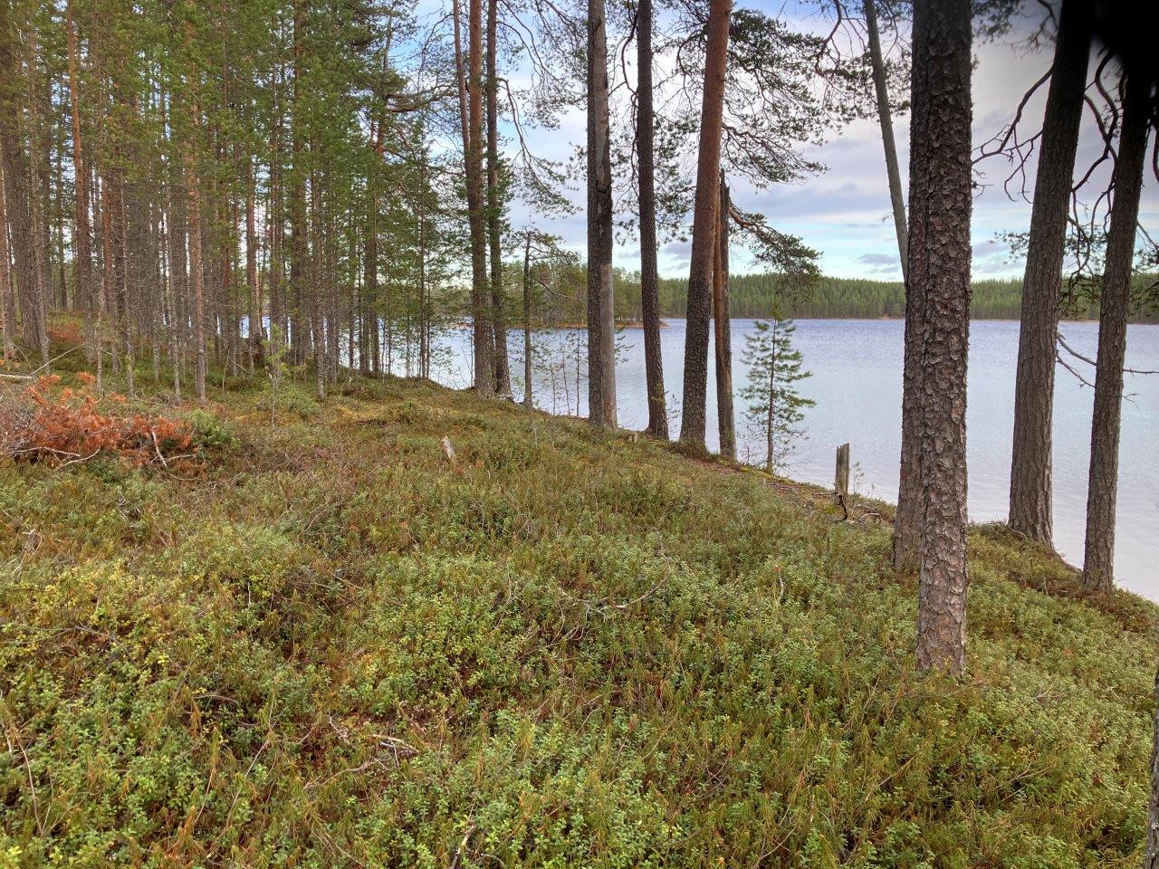 Järven rantaa ja mäntymetsää