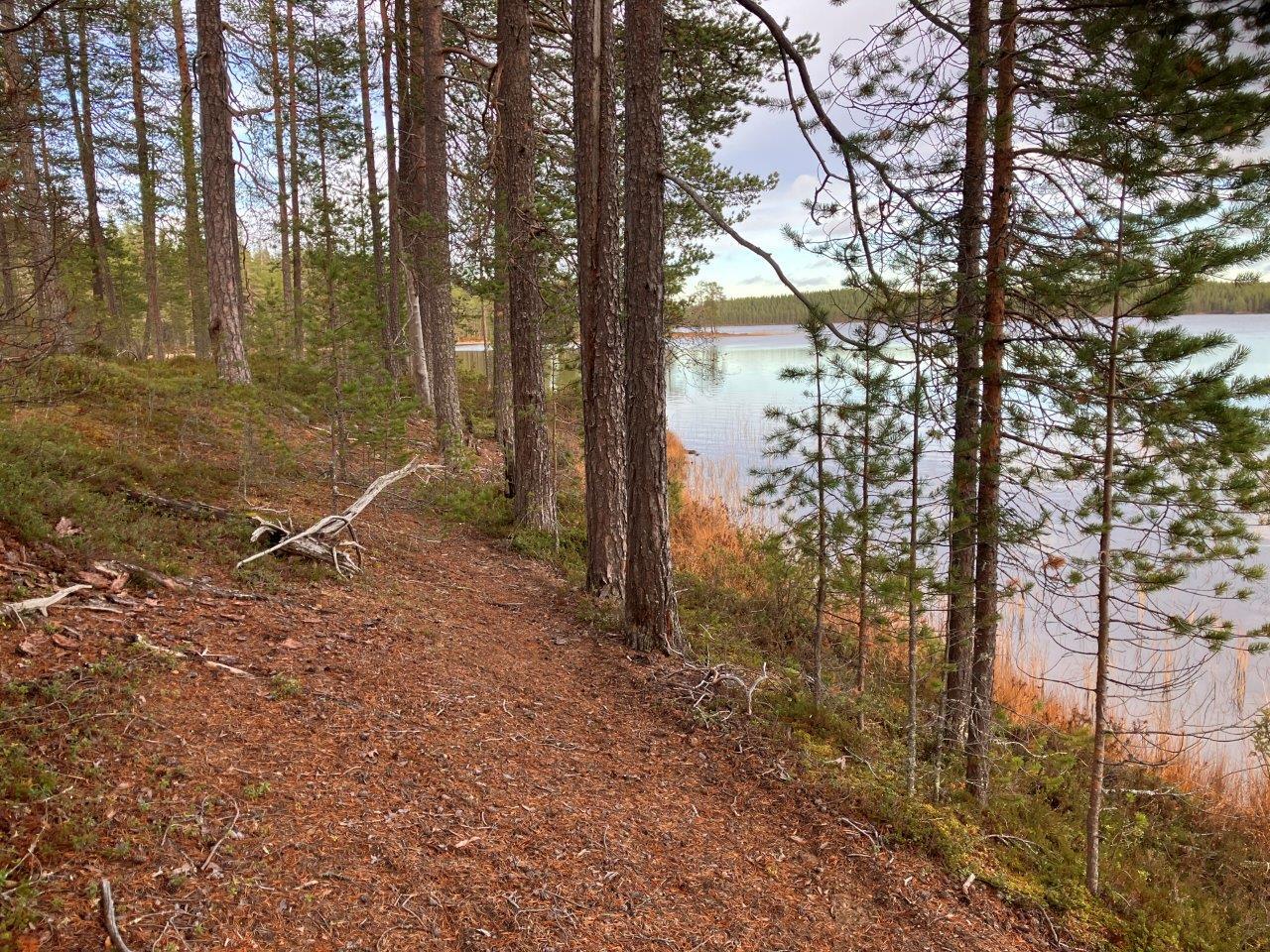 Mäntymetsää, vesistöä