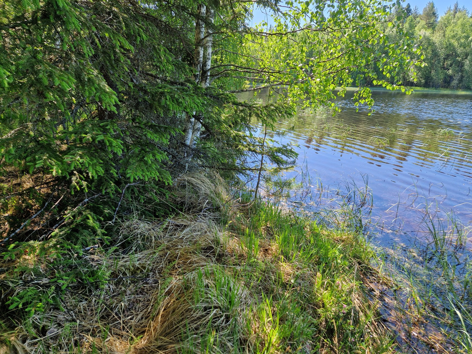 Tontin ranta-aluetta, jóssa kasvaa lehtipuita ja kuusia sekä heinää.