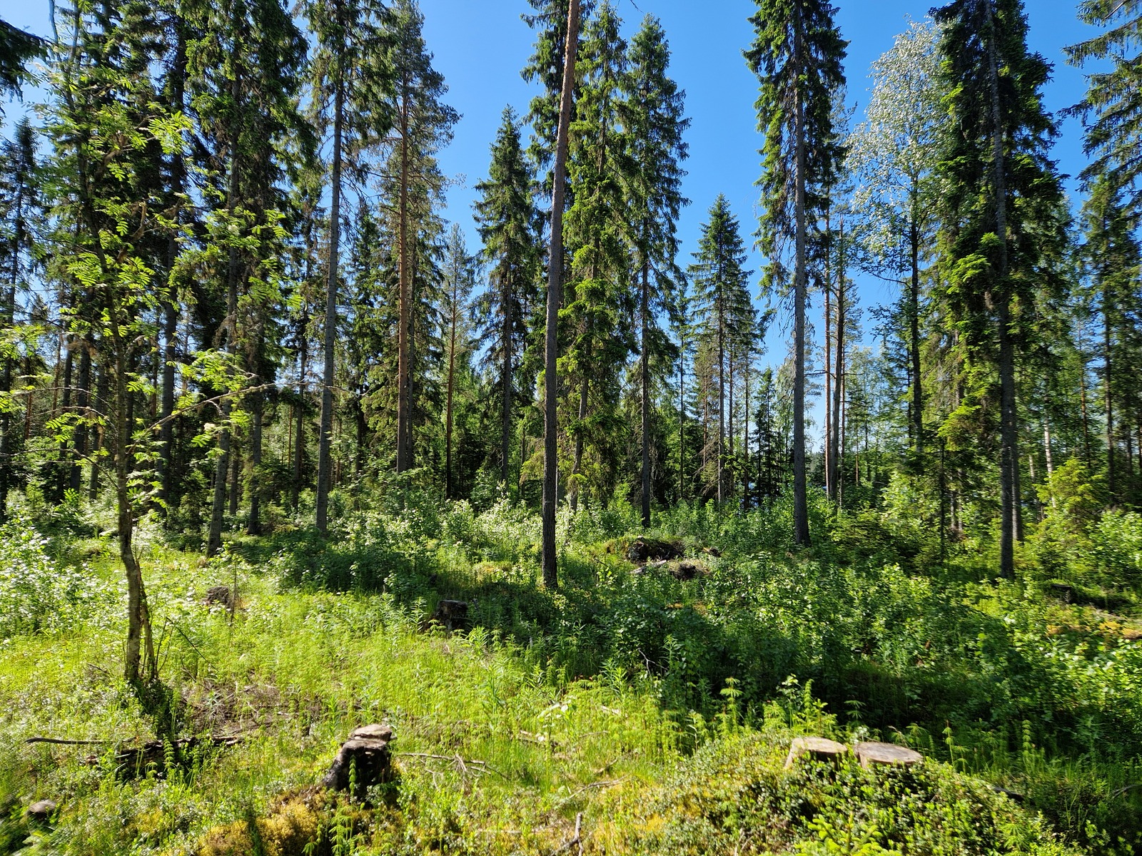 Kuvassa näkyy mäntypuustoa ja tontilla kasvavaa heinikkoa.