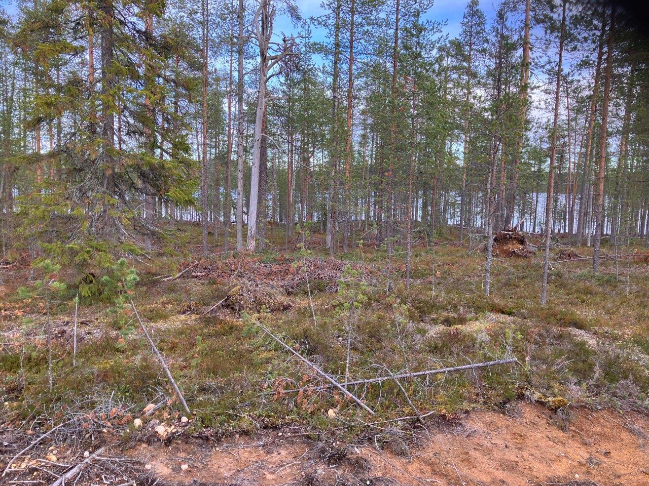 Järven rantaa ja mäntymetsää
