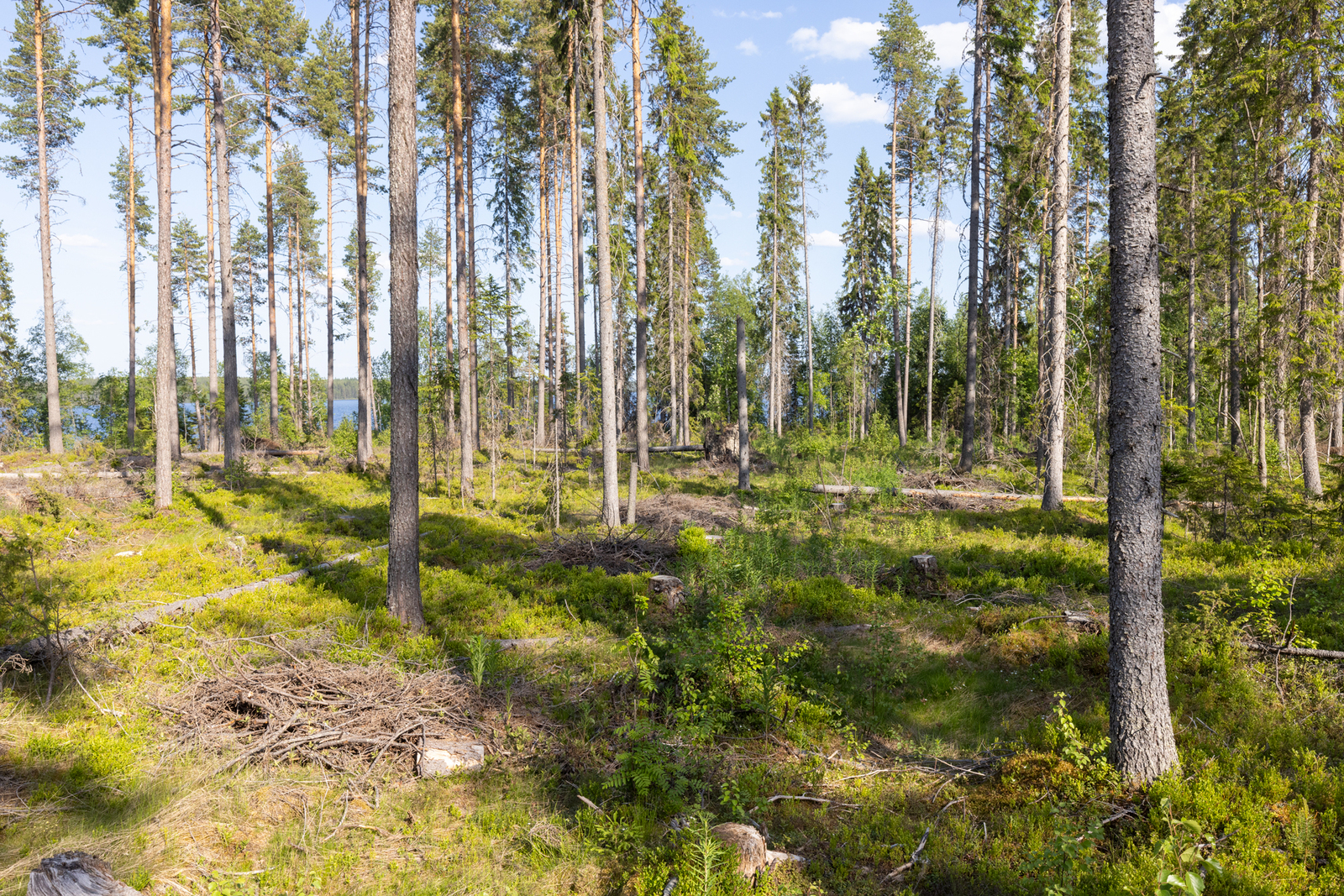 Kuvassa näkyy mäntyjä, joiden takana siintää Pieni-Kiimanen