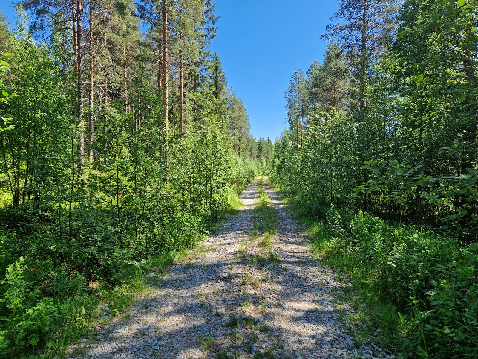 Tonttitie, joka kääntyy Tapiolan tieltä. Tien vierustoilla kasvaa mäntyä ja lehtipuita.