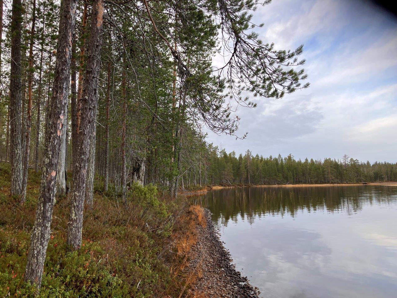 Järven rantaa ja mäntymetsää