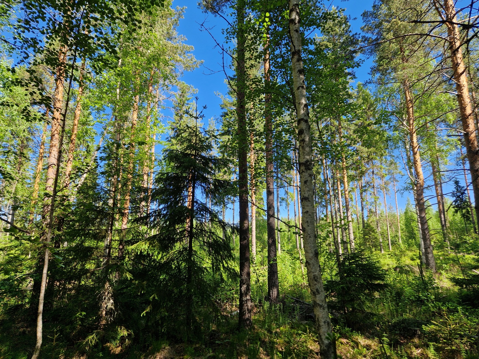 Kuvassa näkyy mänty ja kuusia.