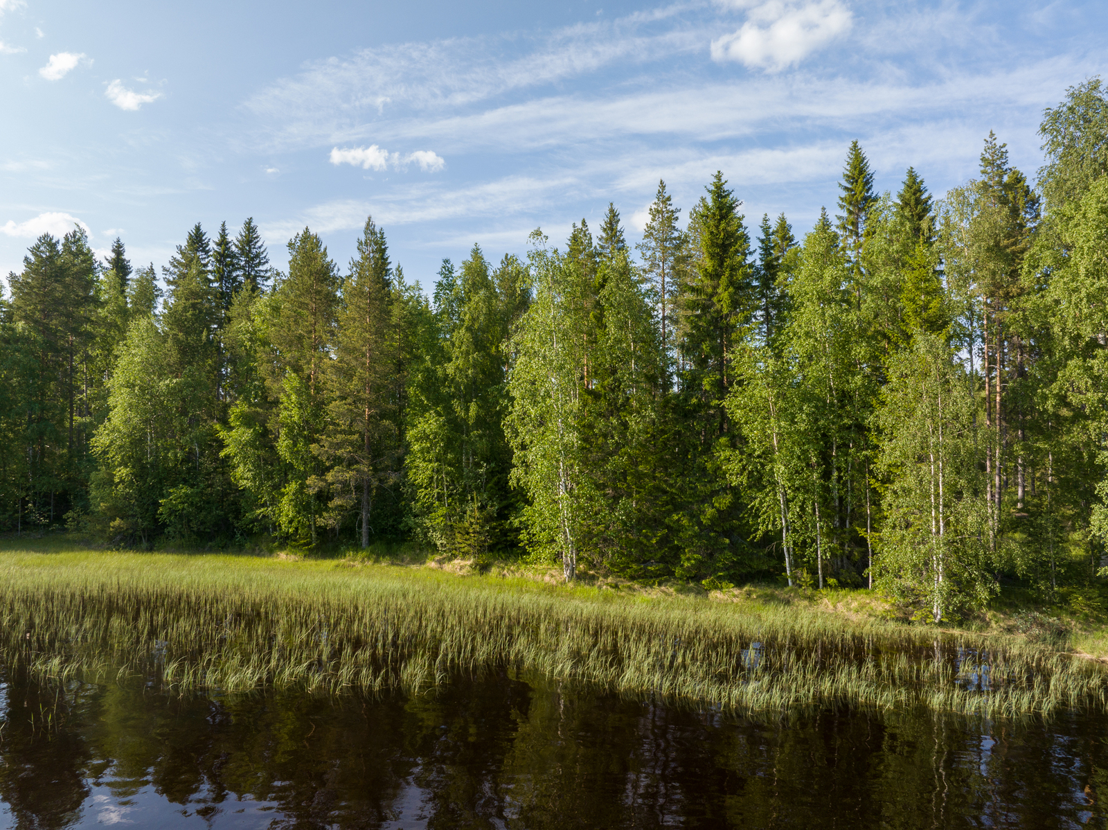 Ranta-alueella kasvaa heinää ja kaislaa