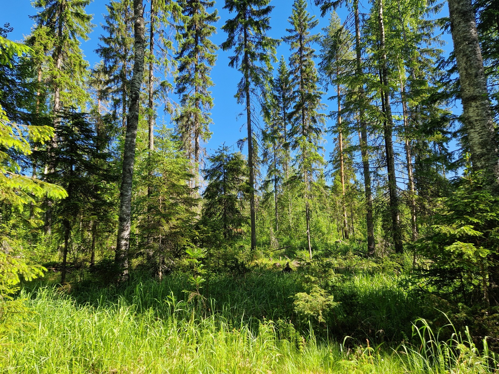Kuvassa näkyy mäntypuustoa ja tontilla kasvavaa heinikkoa.