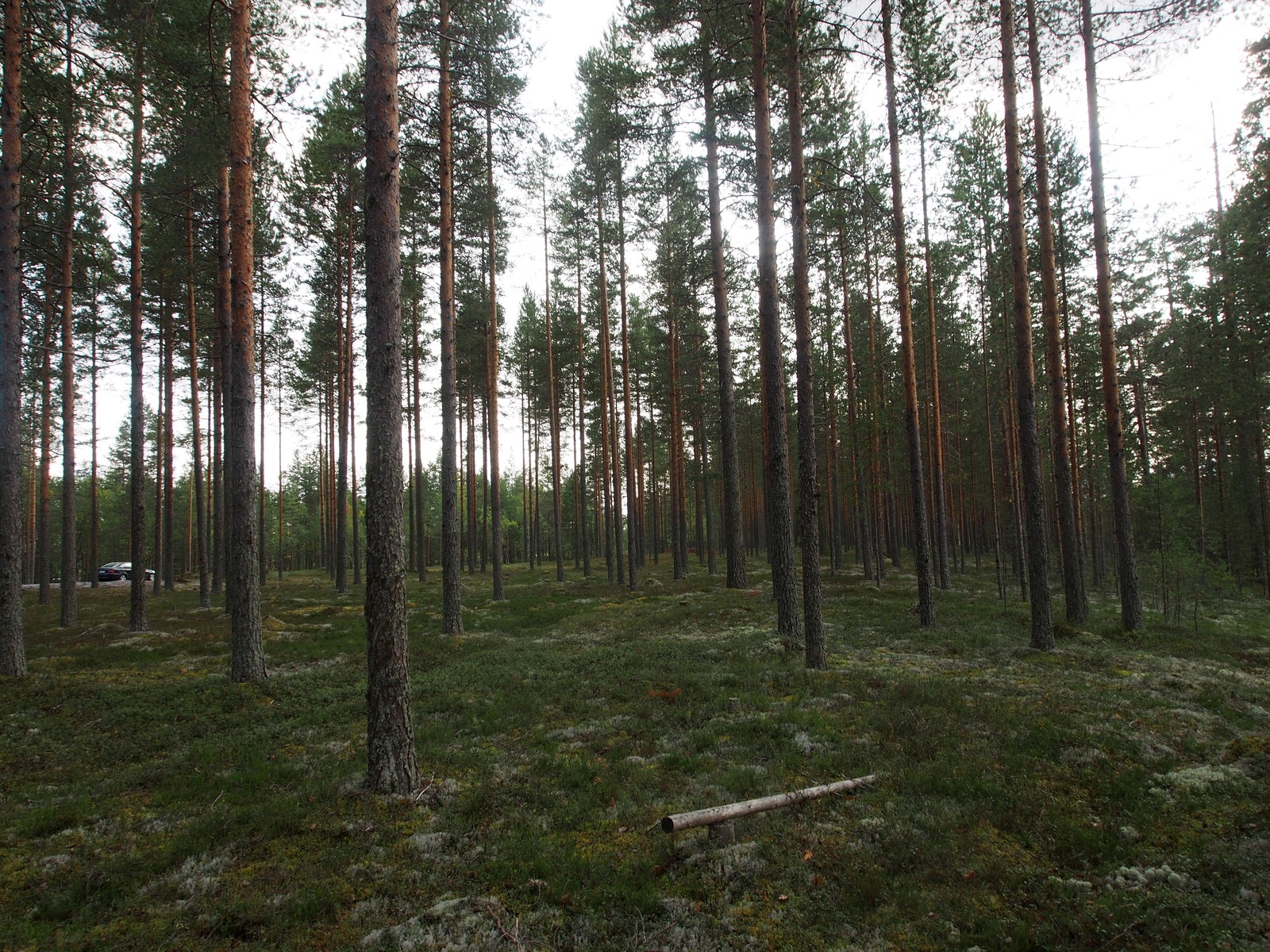 Avaran mäntykankaan takana kulkee tie, jonka varteen on pysäköity auto.