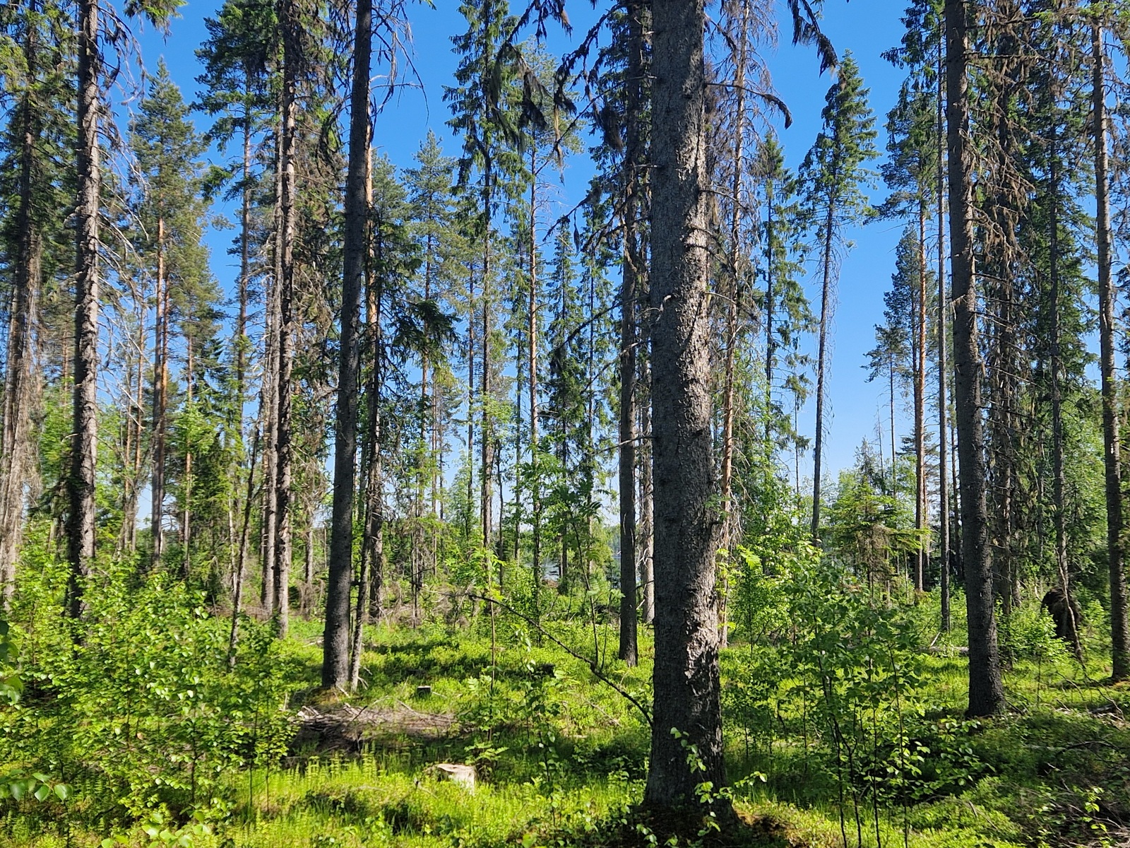 Tontilla kasvaa pääosin mäntyjä, jotka näkyvät kuvassa.