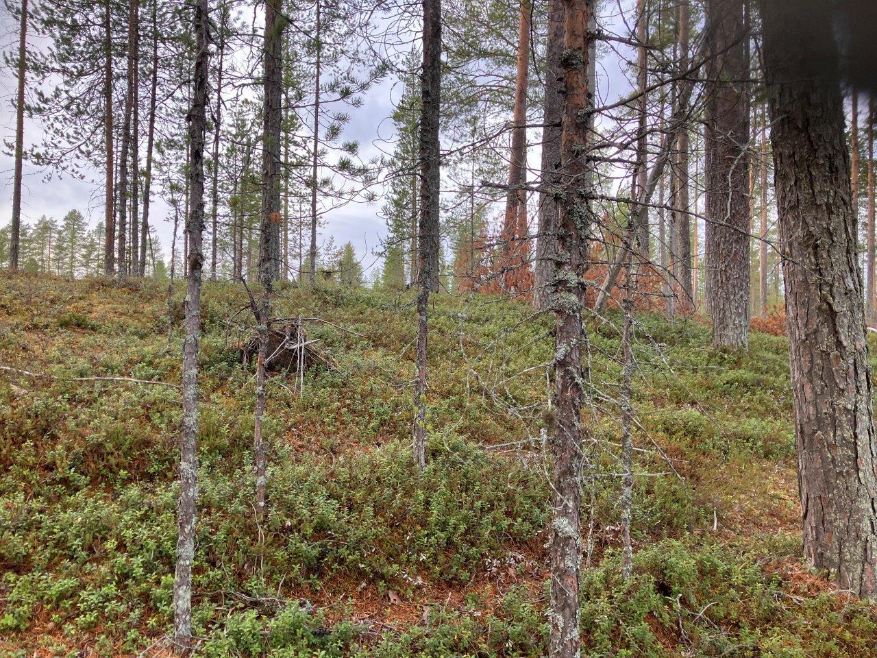 Mäntymetsää ja rantamaisemaa