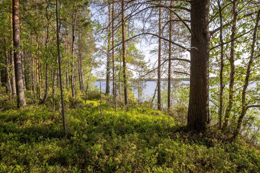 Tontilla kasvaa mäntypuita ja jonkin verran lehtipuita. Puiden välistä siintää järvi.