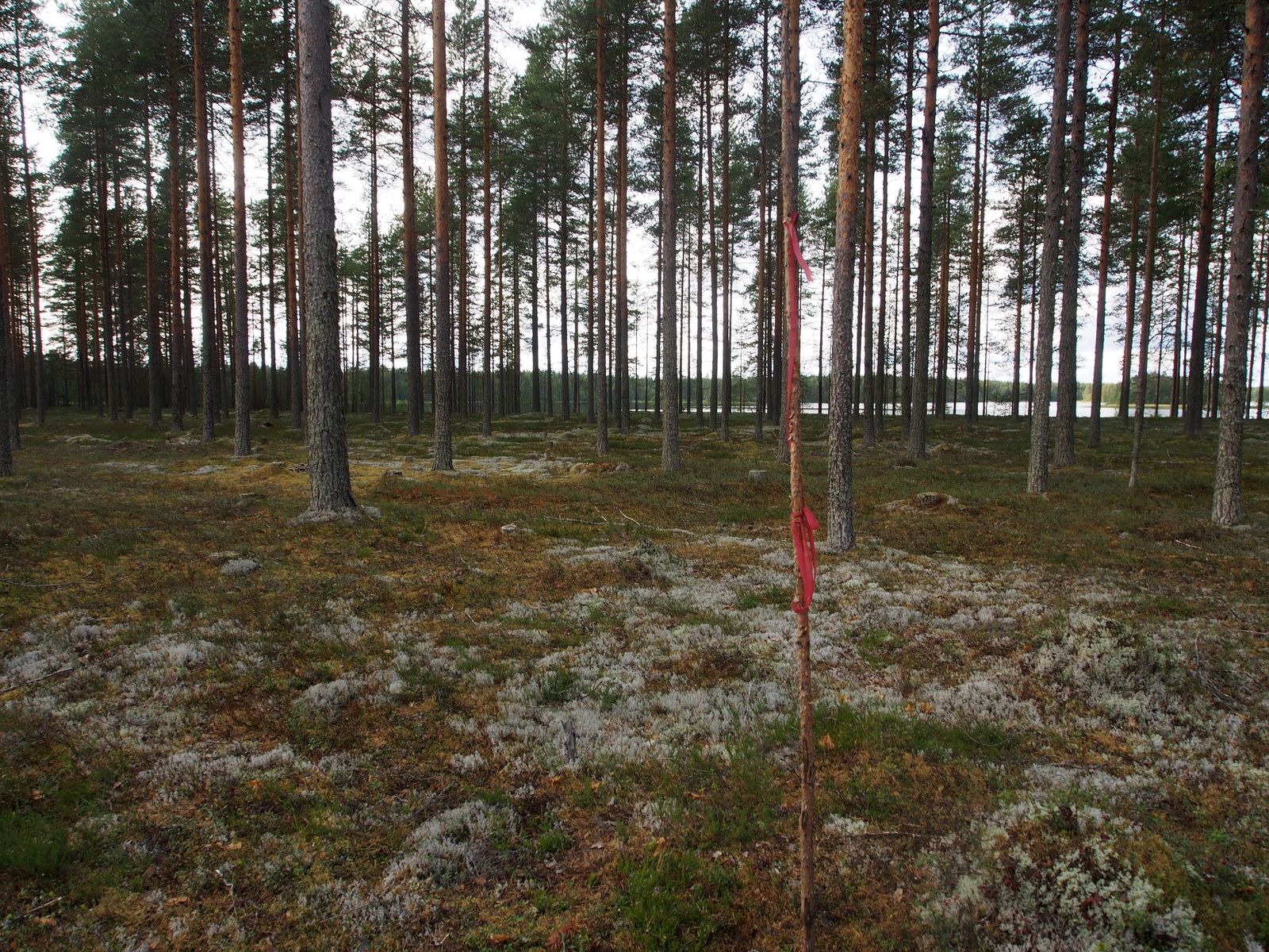 Avaralla mäntykankaalla kasvaa jäkälää. Taka-alalla häämöttää järvi.