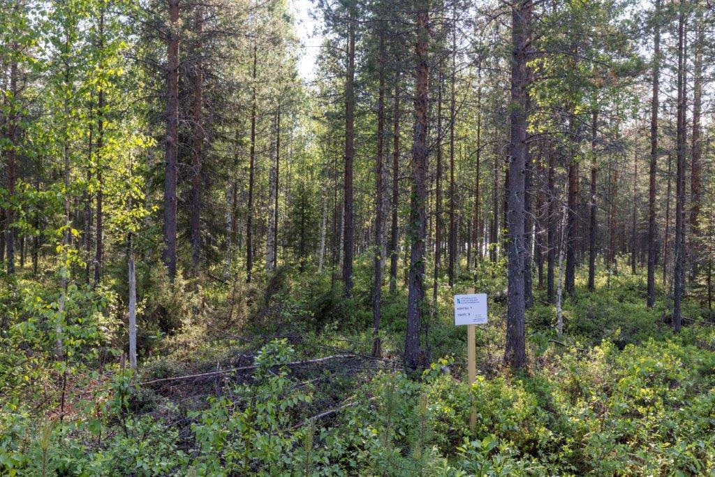 Tonttitaulu on tontin takamaastossa tonttitien puolella.