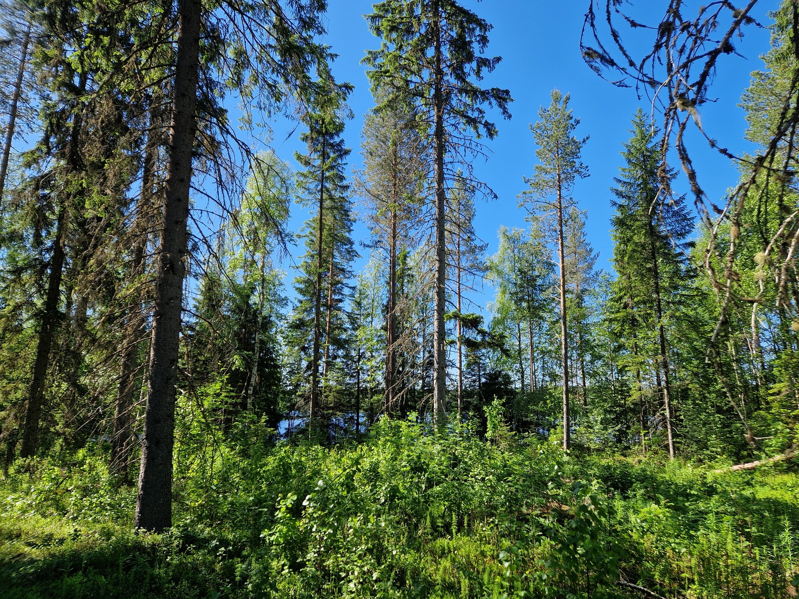 Kuva on tontin keskeltä, jossa kasvaa pientä lehtipuustoa.