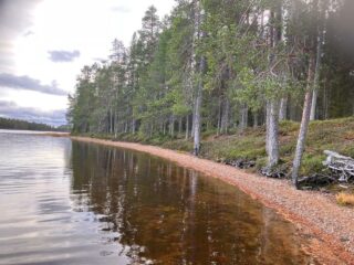 Mäntymetsää ja rantamaisemaa
