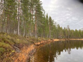 Järvenrantaa ja mäntymetsää
