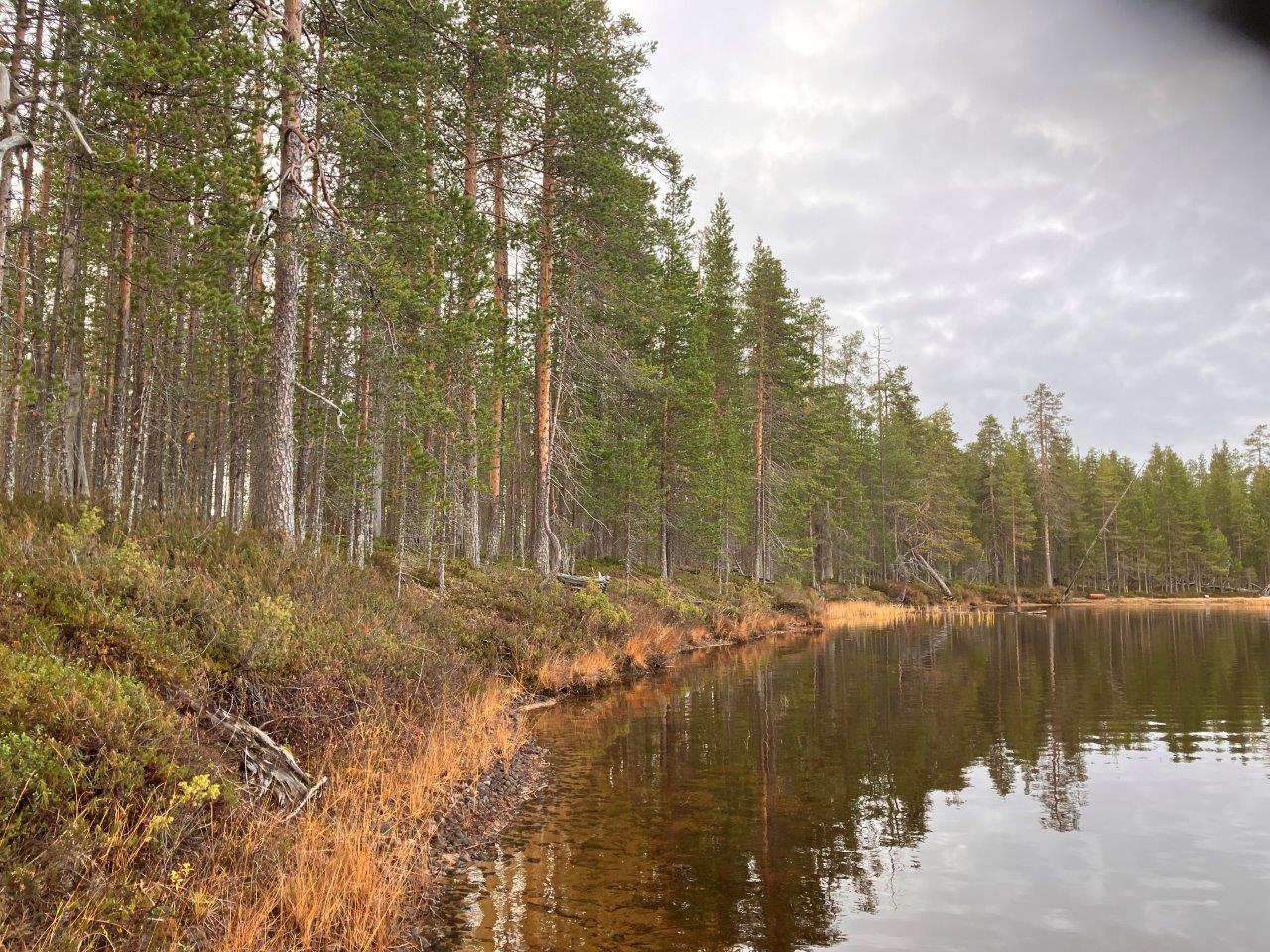 Järvenrantaa ja mäntymetsää
