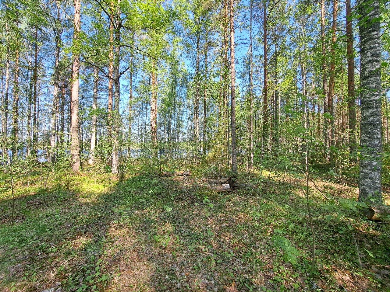 Koivuja kasvaa rannalla, puiden takaa pilkottaa järvi, aurinko paistaa.