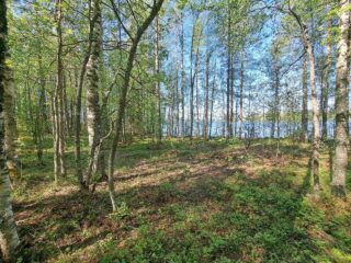 Koivuja kasvaa rannalla, puiden takaa pilkottaa järvi, aurinko paistaa.