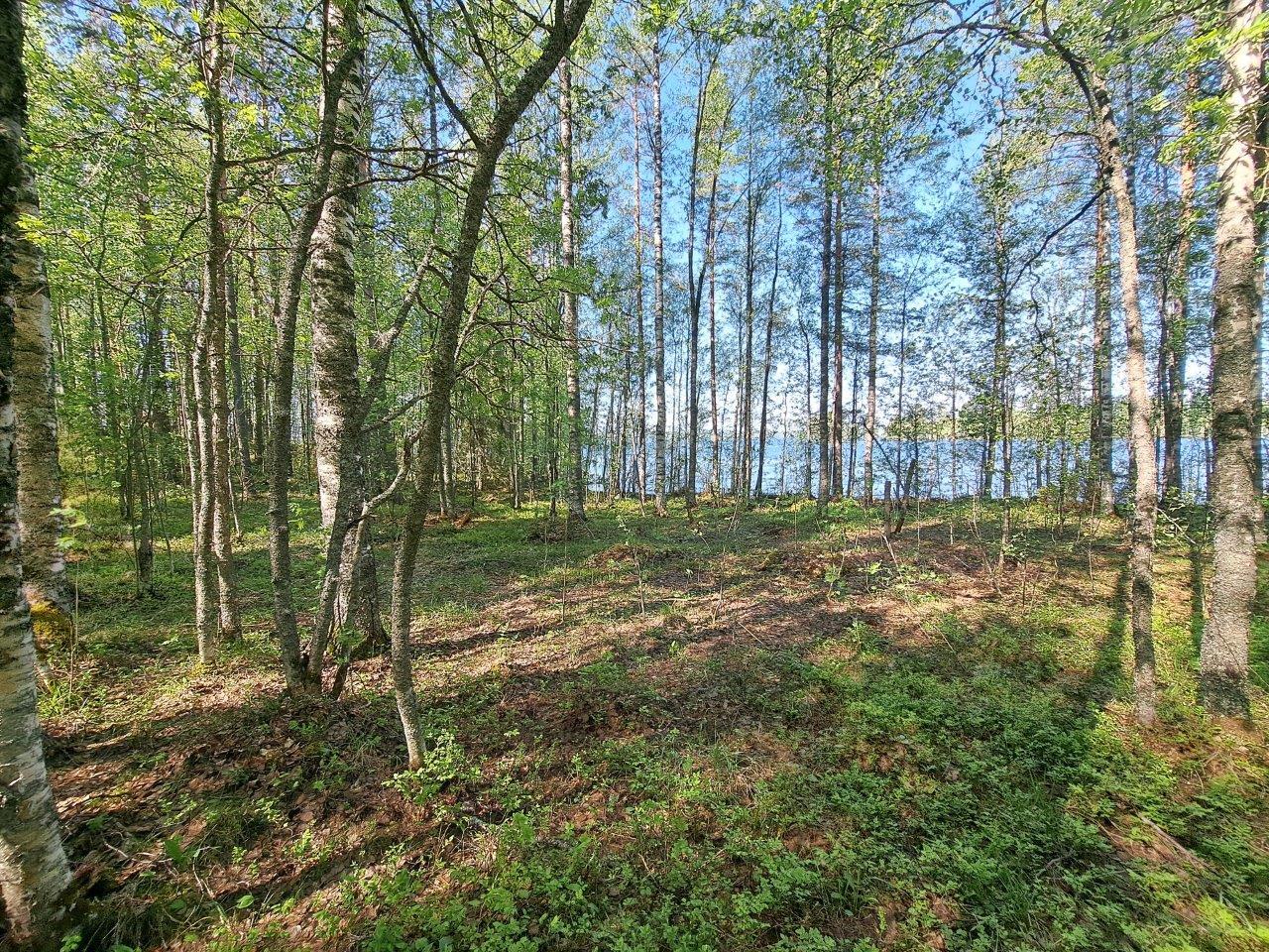 Koivuja kasvaa rannalla, puiden takaa pilkottaa järvi, aurinko paistaa.