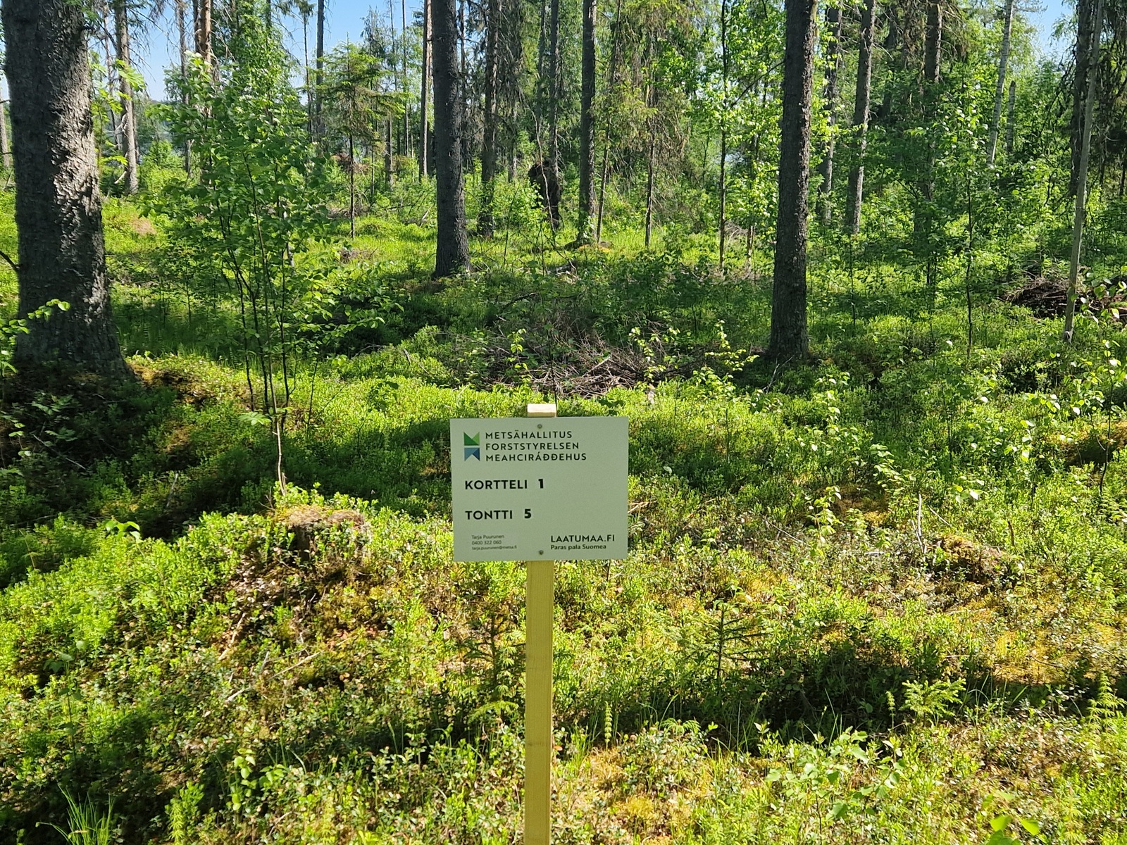 Kuvassa tontin takamaastoa, tonttitaulu.