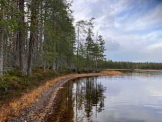Järvenrantaa ja mäntymetsää