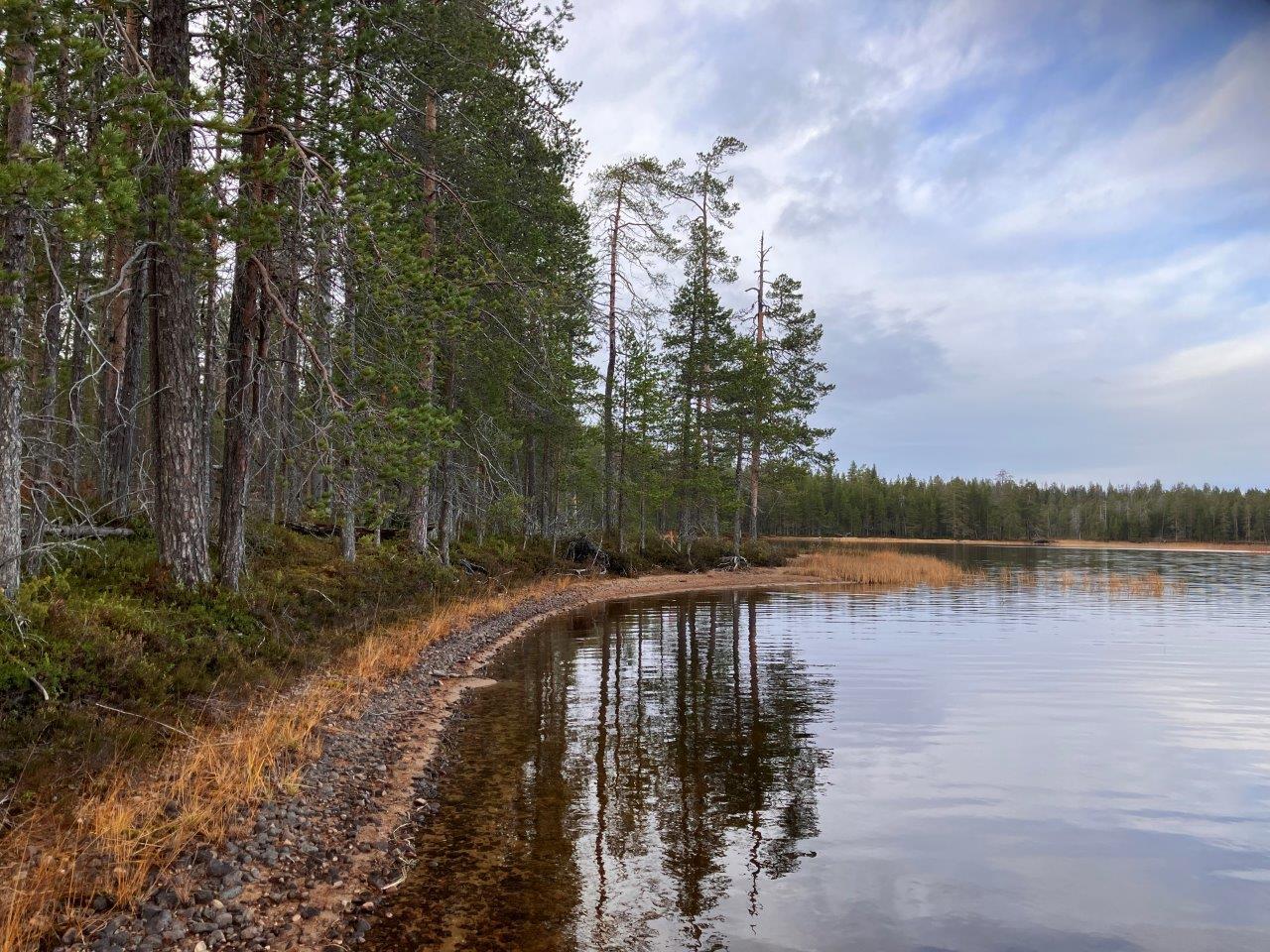 Järvenrantaa ja mäntymetsää