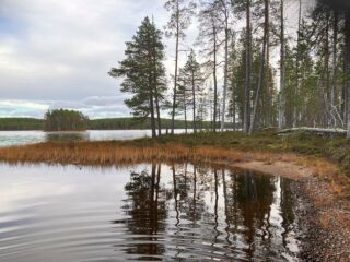 Järven rantaa ja mäntymetsää