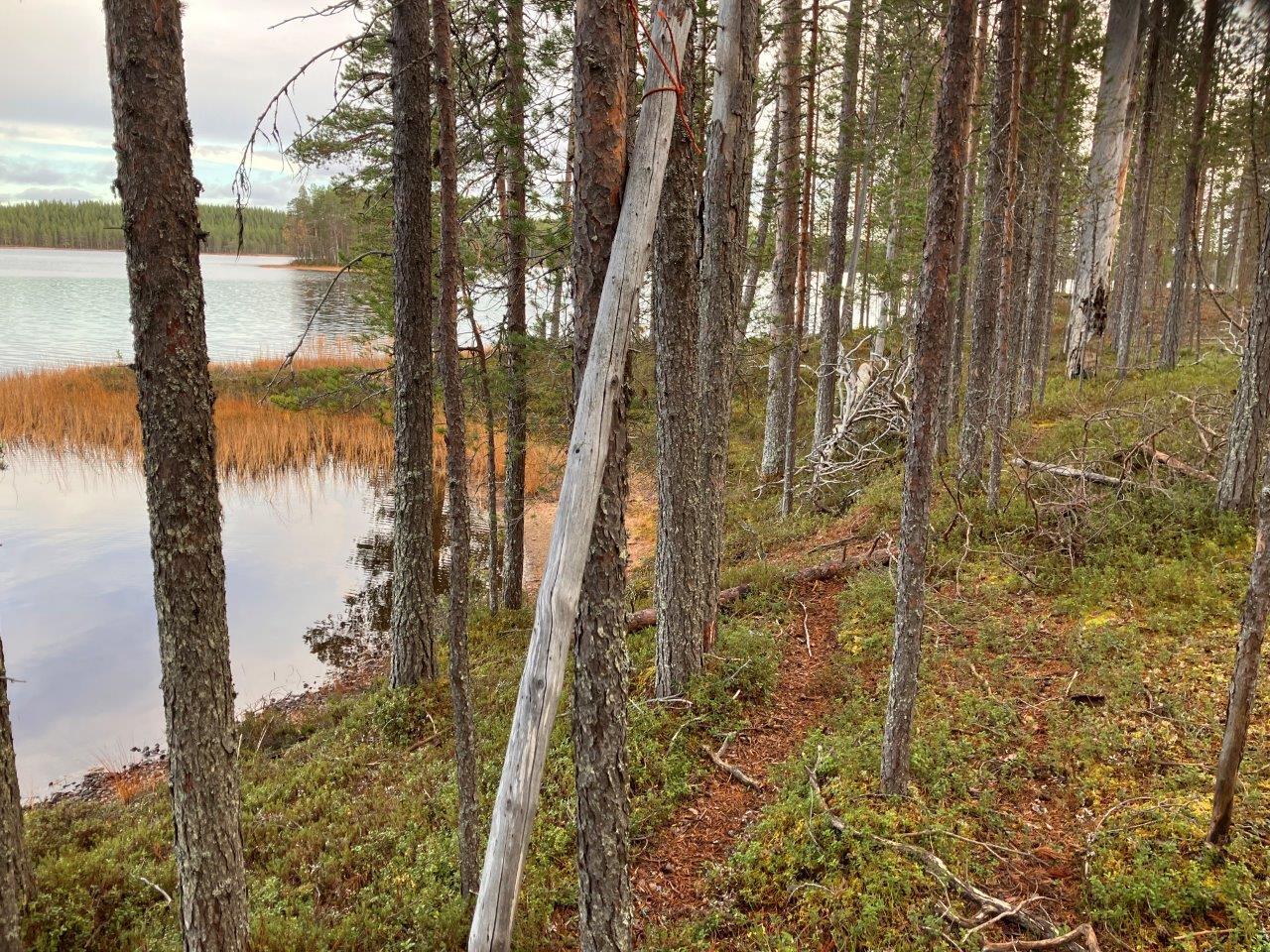 Järven rantaa ja mäntymetsää