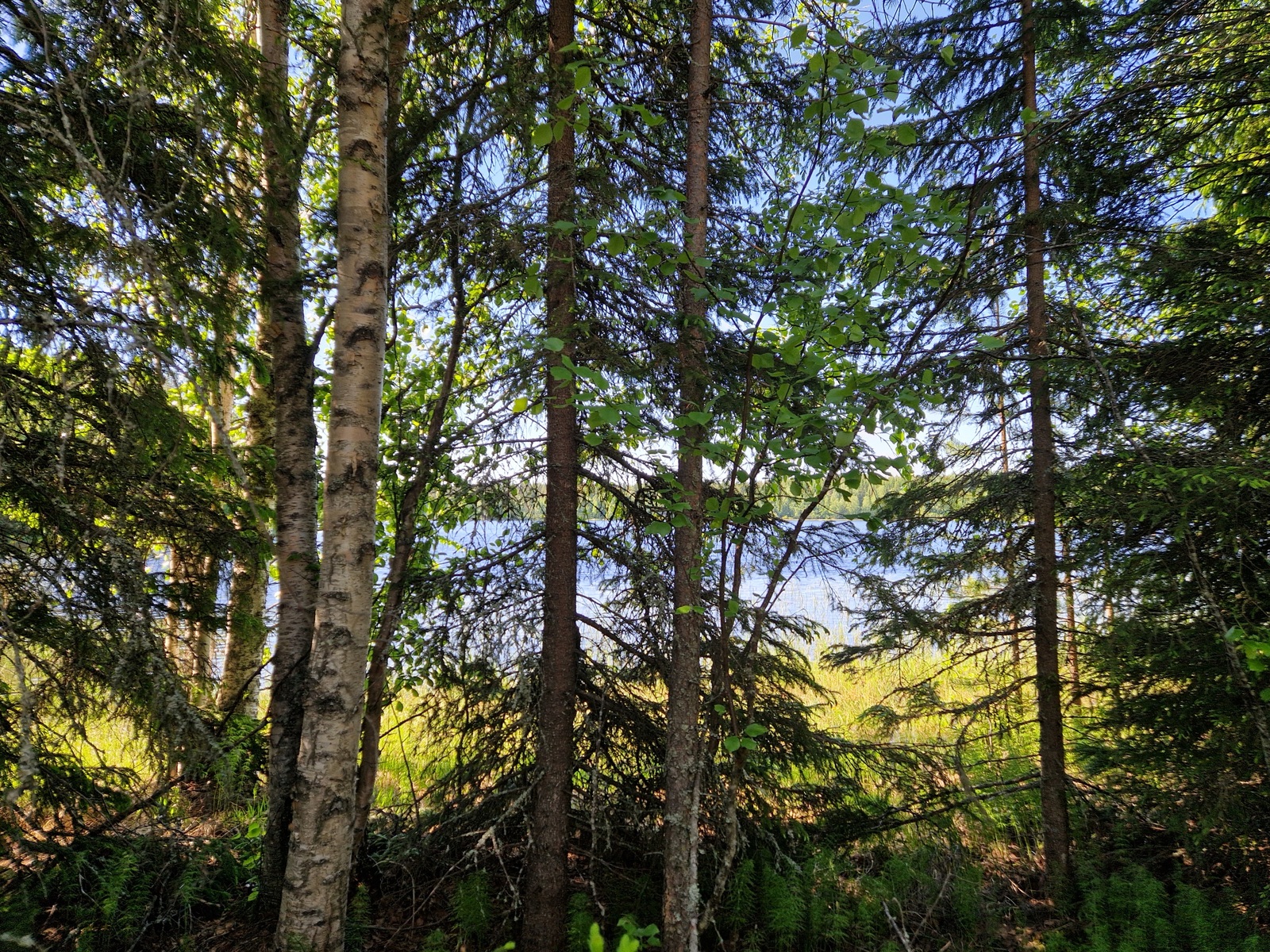Kuvassa siintää järvi mäntyjen ja koivujen välistä.