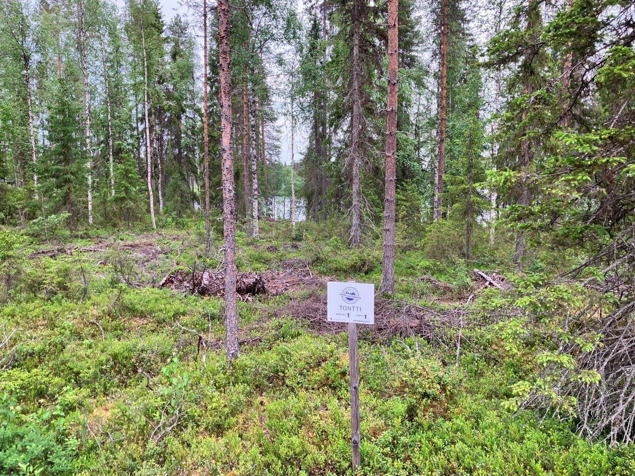 Mäntymetsää. takana järvi