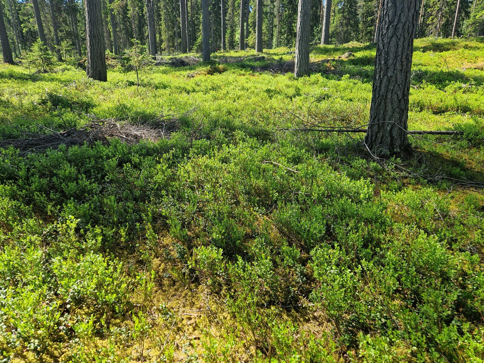 Mustikat pääsee poimimaan omalta tontilta.