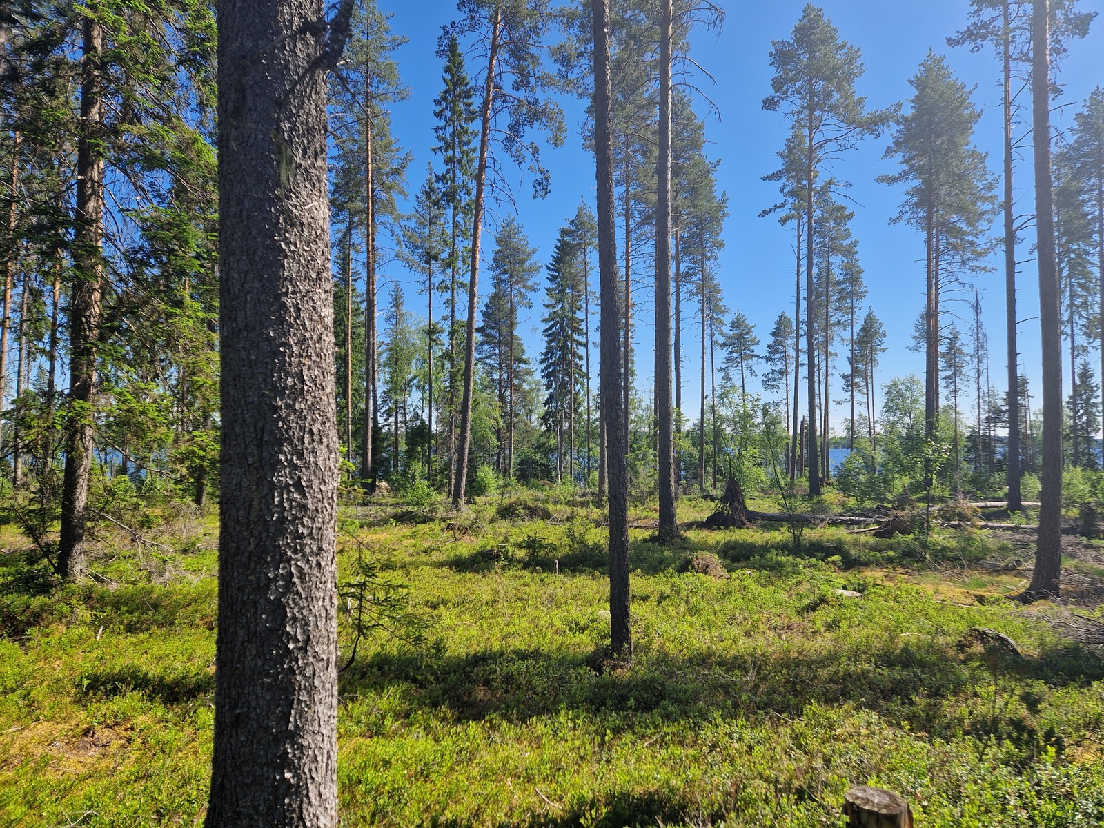 Tontilla kasvaa pääosin mäntyjä, jotka näkyvät kuvassa.
