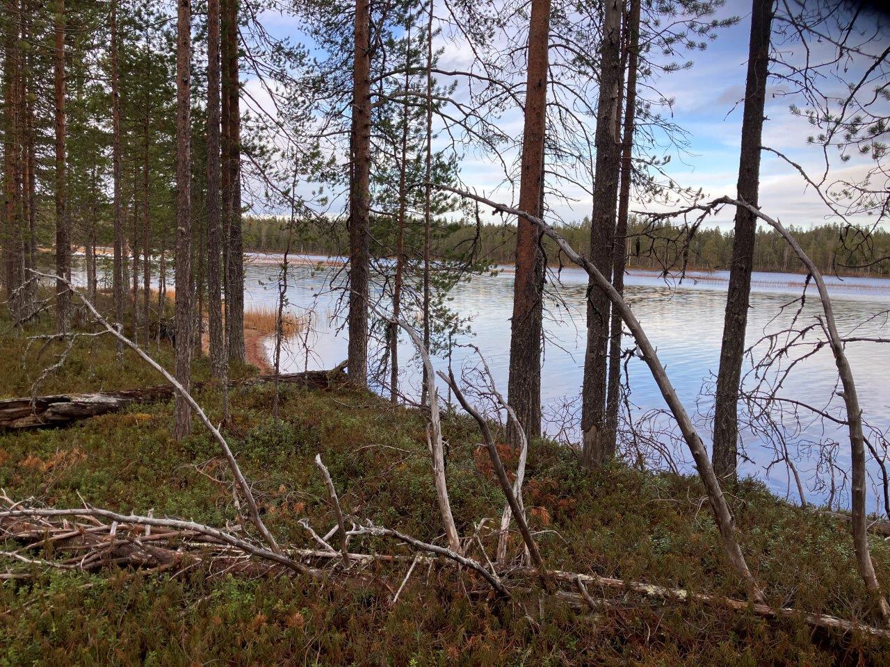 Järvenrantaa ja mäntymetsää