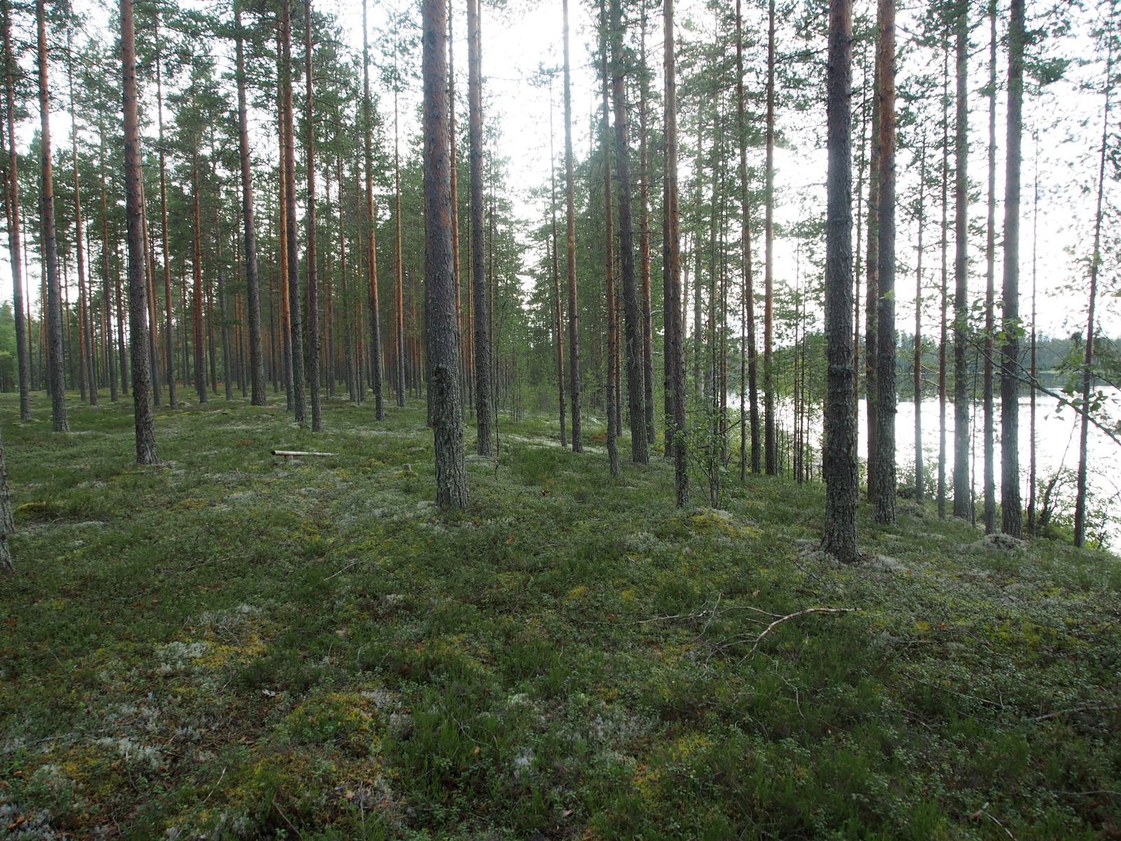 Avara mäntykangas kasvaa loivasti rantaan viettävässä maastossa. Takaoikealla häämöttää järvi.