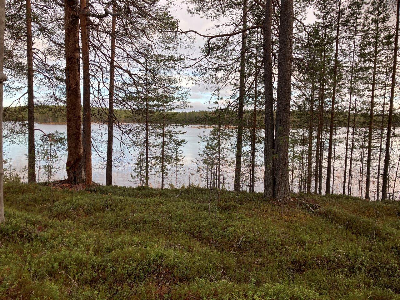 Mäntymetsää, vesistöä