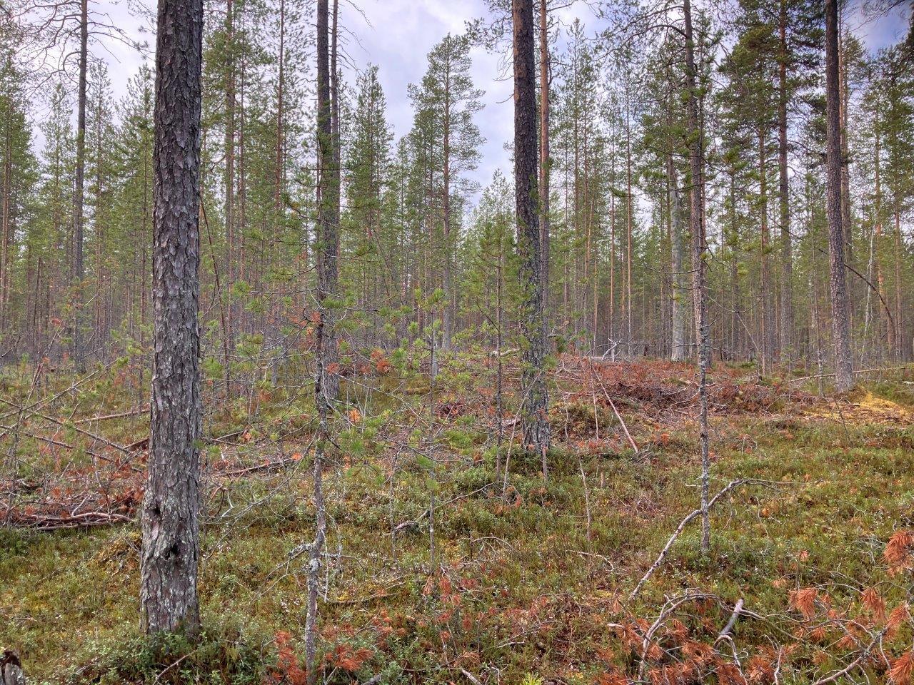 Mäntymetsää